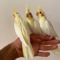 جوجه عروس هلندی