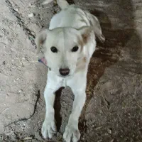 سگ پا کوتاه