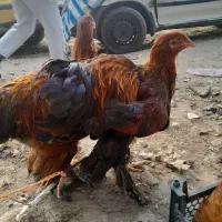 خروس امپراطور برهما|حیوانات مزرعه|هادی شهر, |دیوار