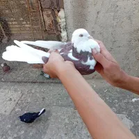 نره تهرانی