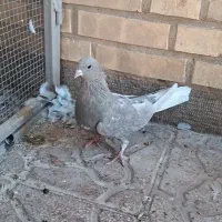 شهری الماسی ماده گلدار