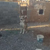 سگ‌گله‌|سگ|تربت جام, جامرود|دیوار