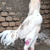 خروس لاری