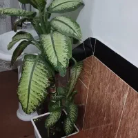 بوفه و گل|بوفه، ویترین، کنسول|اشنویه, |دیوار