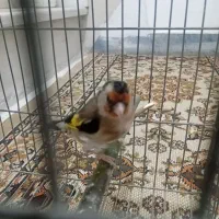 ماده سیره 3ساله جفتی|پرنده|کرمانشاه, |دیوار