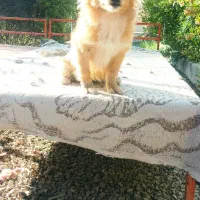 واگذاری توله سگ