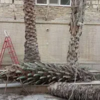 قطع درختان مزاحم|خدمات باغبانی و درختکاری|میناب, |دیوار