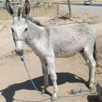 الاغ نر