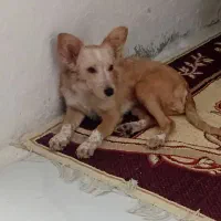 سگ چیکو|سگ|گرگان, |دیوار