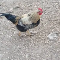 فروش 7عدد خروس محلی سالم|حیوانات مزرعه|بیستون, |دیوار