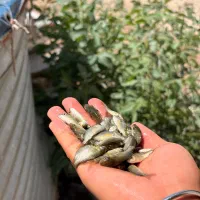 کپور زر