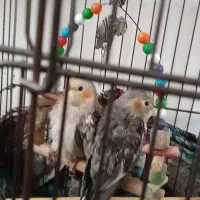 عروس هلندی|پرنده|طاهرگوراب, |دیوار