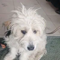 سگ خارجی|سگ|بروجرد, |دیوار