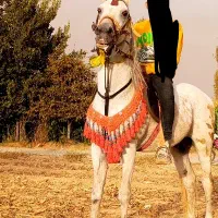 اسب