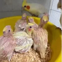 جوجه سرلاکی