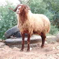1عدد قوچ عراقی ابو گصتین شرط الحنایه لب الجنی