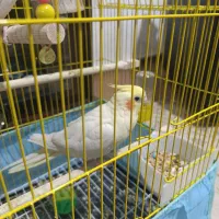 عروس هلندی اهلی|پرنده|سلماس, |دیوار