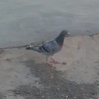 کبوتر ماده مگس