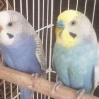 جفت مرغ عشق رنگین کمانی مولد با قفس بزرگ