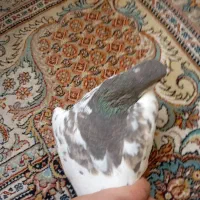 کفتر|پرنده|شیراز, کوشک میدان|دیوار