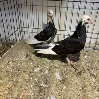 کبوتر پرشی کاکلی|پرنده|ساری, |دیوار