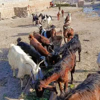 یک گله بز نجدی