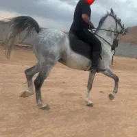 کره سهیل مریخ