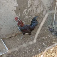 خروس گیلن اصل ابپخش|حیوانات مزرعه|آبپخش, |دیوار