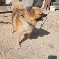 واگذاری سگ پاپی نژاددار