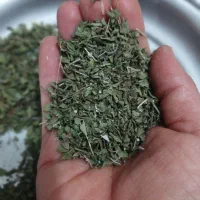 آویشن برگ پهن