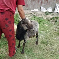 یک راس گوسفند نر اصلی رومانوف