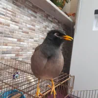 مرغ مینا سخنگو رخ در رخ پرو وراج به شرط