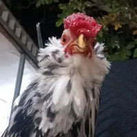 خروس گلین ریشو چهل تاج