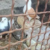 کفتر طوقی پشتی