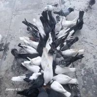 درودبرعشقبازان|پرنده|جونقان, |دیوار