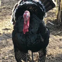 یک عدد بوقلمون