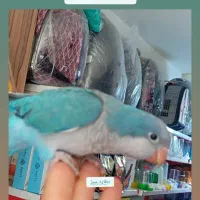 راهب ۱ساله نر تراکوئیس