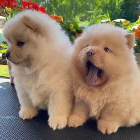 فروش توله چاوچاو چمپیون و خرسی اصل