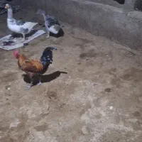 خروس محلی