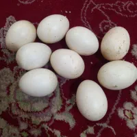 تخم اردک روسی برای