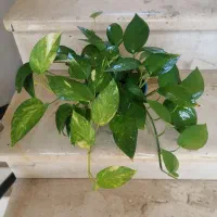 دیفن و پتوس|گل و گیاه طبیعی|مشهد, دانشجو|دیوار