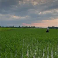 فروش-زمین-گندم-جار-و-شالیزار