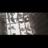 کبوتر پرشی نر ماده