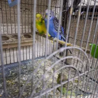 فروش کوتوله برزیلی وجوجه ومرغ عشق|پرنده|خمینی‌شهر, |دیوار