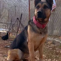 ژرمن ورک لاین ماده|سگ|بیجار, |دیوار