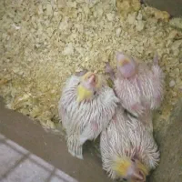 جفت طوطی عروس|پرنده|بهبهان, |دیوار