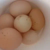 تخم مرغ نطفه دار پاکوتاه