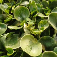 گل قاشقی سبز و ابلق