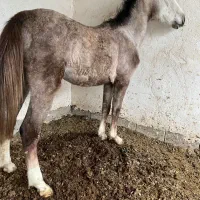 کره طوطی بداک|اسب و تجهیزات اسبسواری|فسا, |دیوار