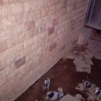 نره ماده سبزه پلنگ باجوجه